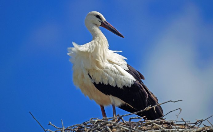 Аист молодой птица