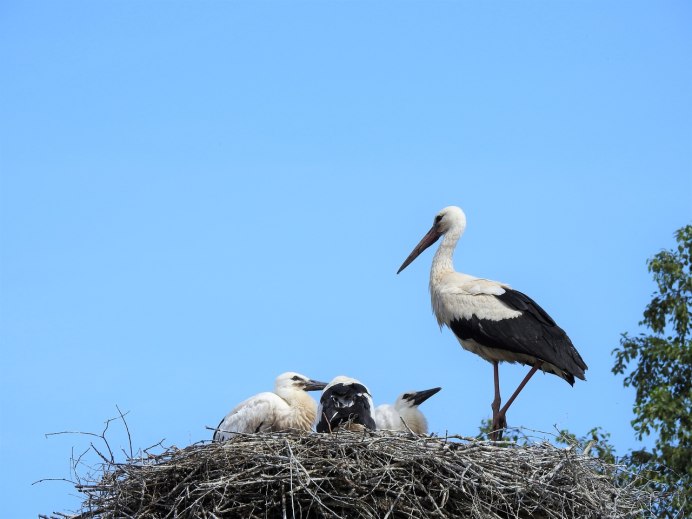 Аист в Узбекистане