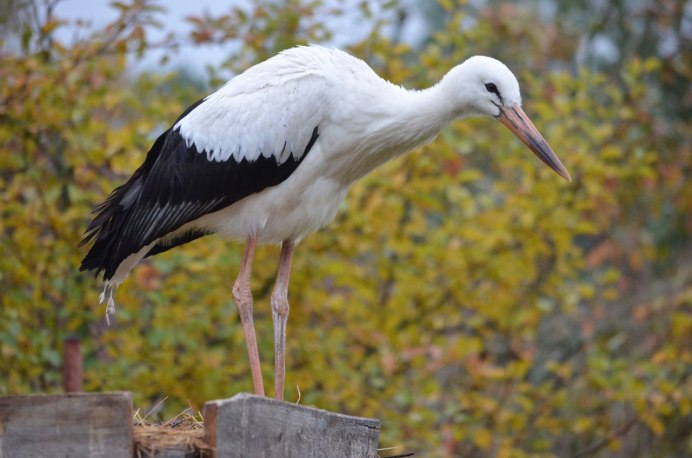 Аист с добычей