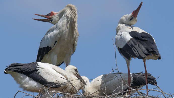 Аист молодой птица