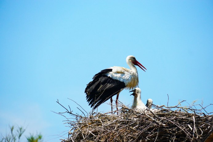 Белый Аист сериал