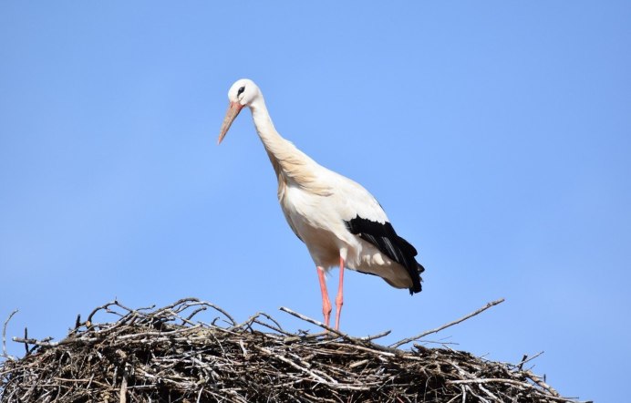 Музей белого аиста