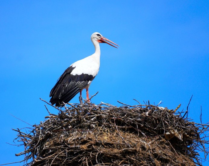 Аист белый в Липецке