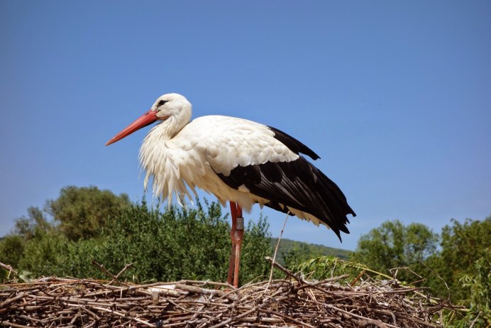 Аисты в Тверской области