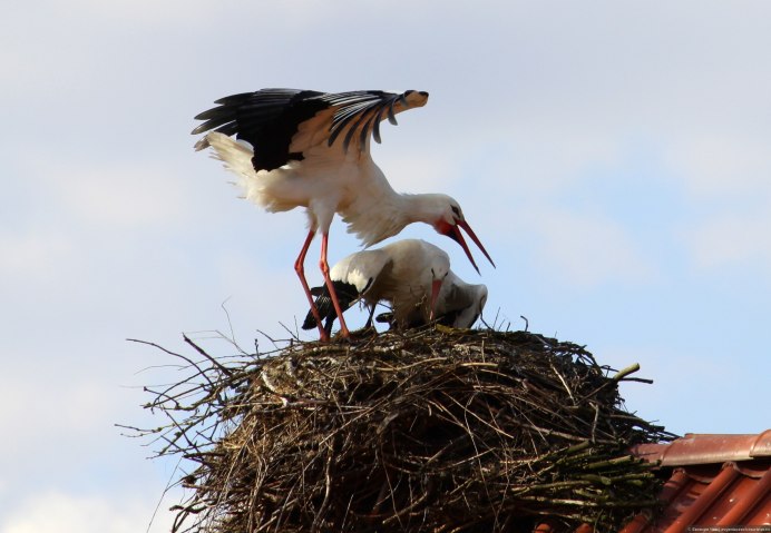 Белый Аист птица