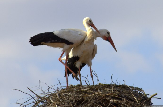 Белый Аист в Подмосковье