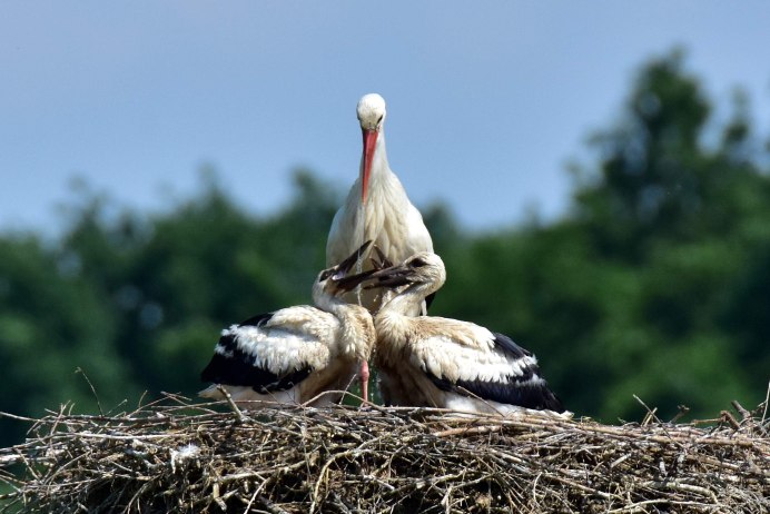Птенец аиста фото