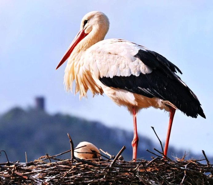 Птенцы белого аиста