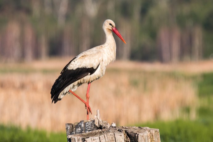 Аистообразные Ciconiiformes Бетховен