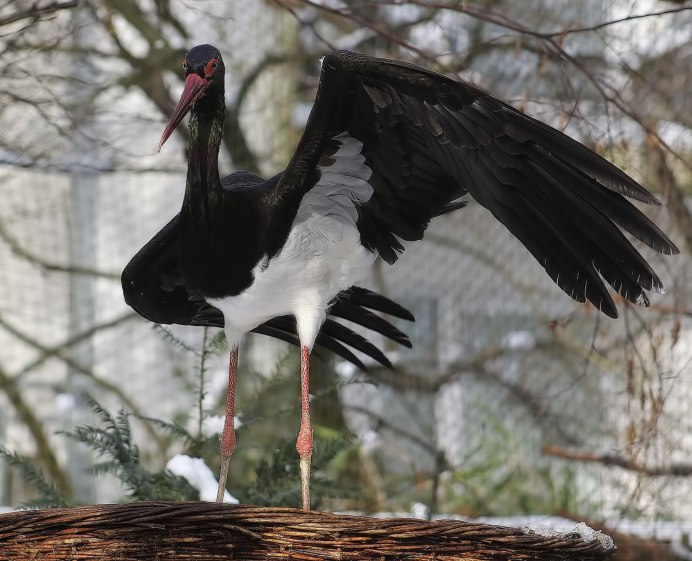 Белый Аист (Ciconia Ciconia)