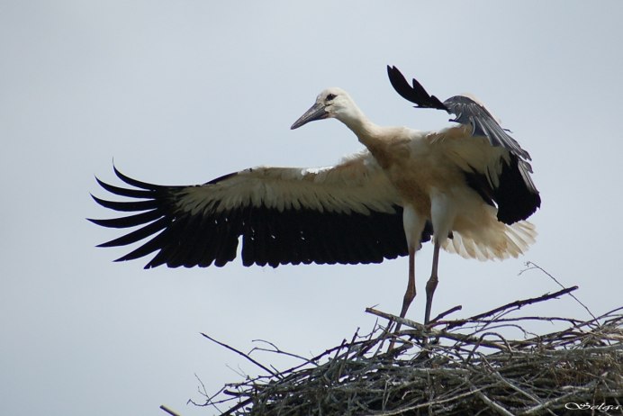 Птенцы аиста в гнезде