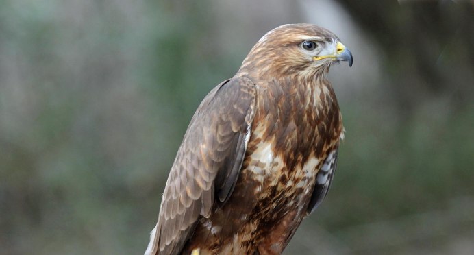 Канюк обыкновенный, Сарыч (Buteo Buteo)