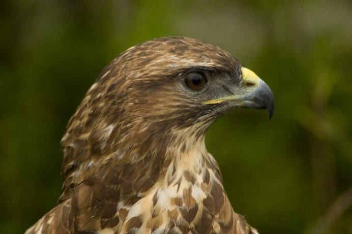 Red tailed Hawk птица