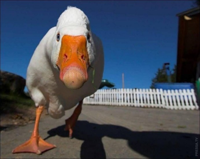 Прикольные утята