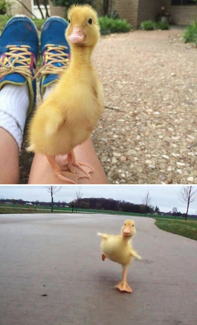 Смешная утка