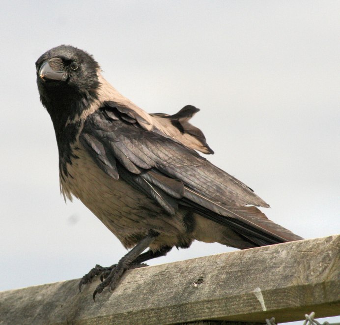 Corvus Corax ареал