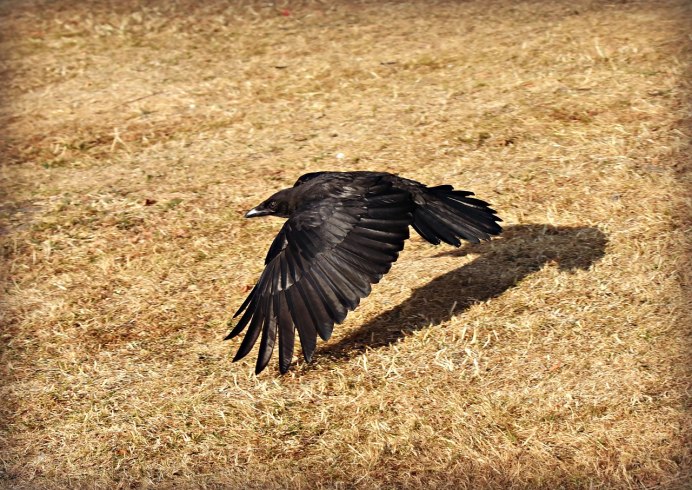 Черный голубь Columba janthina