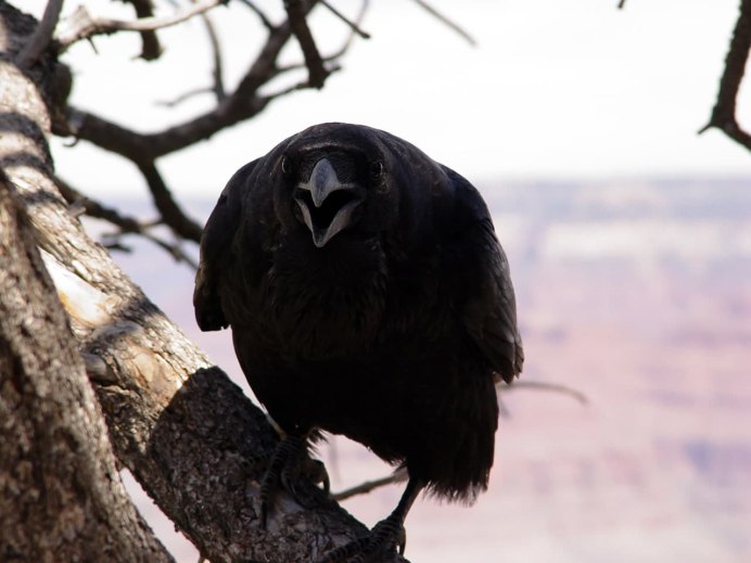 Corvus brachyrhynchos