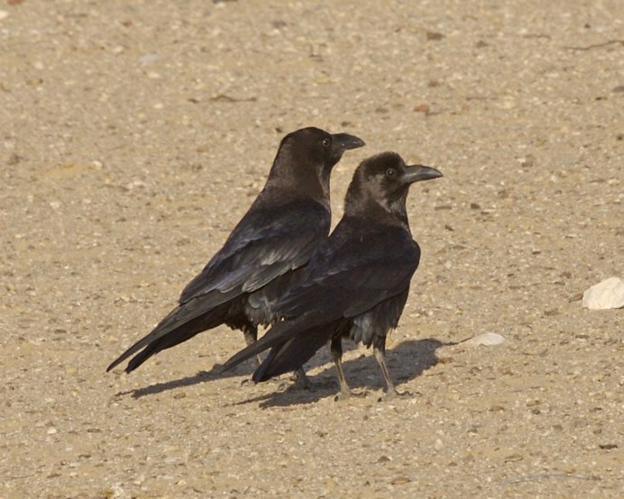 Corvus ruficollis
