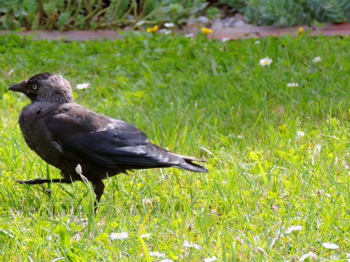 Corvus ruficollis