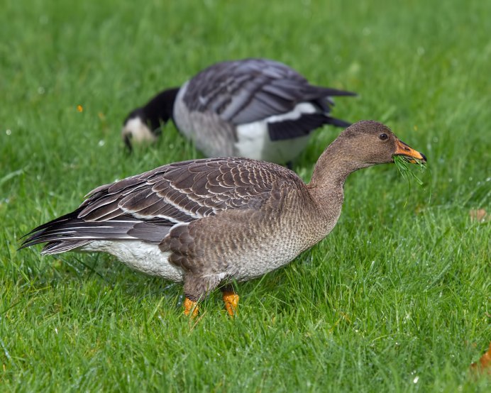 Тундровый гуменник