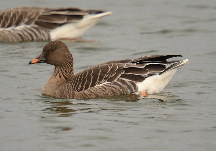 Лесной гуменник фото