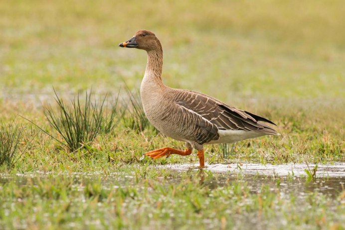 Сибирский Таежный гуменник
