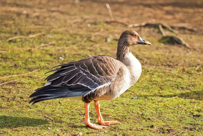 Гусь гуменник и белолобый