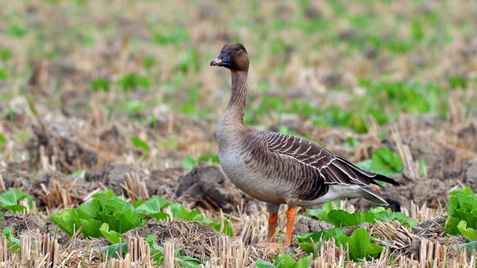Тундровый гуменник