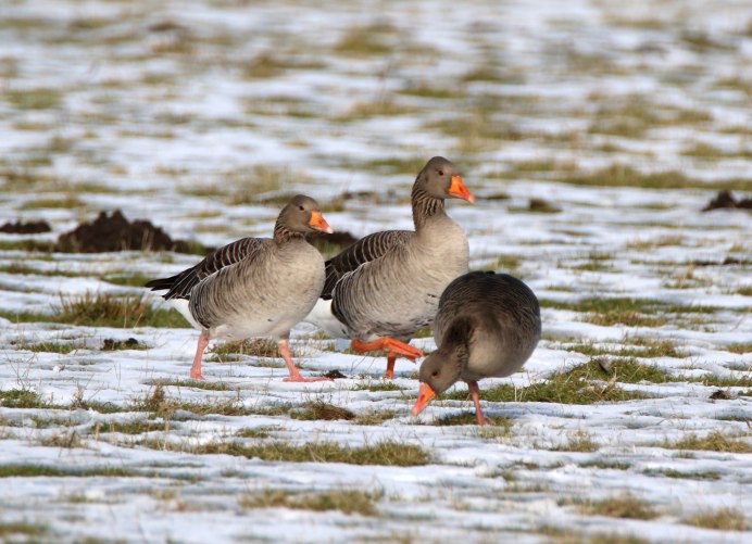 Дикий Гусь гуменник