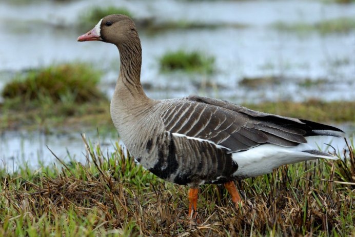 Серый Гусь гуменник