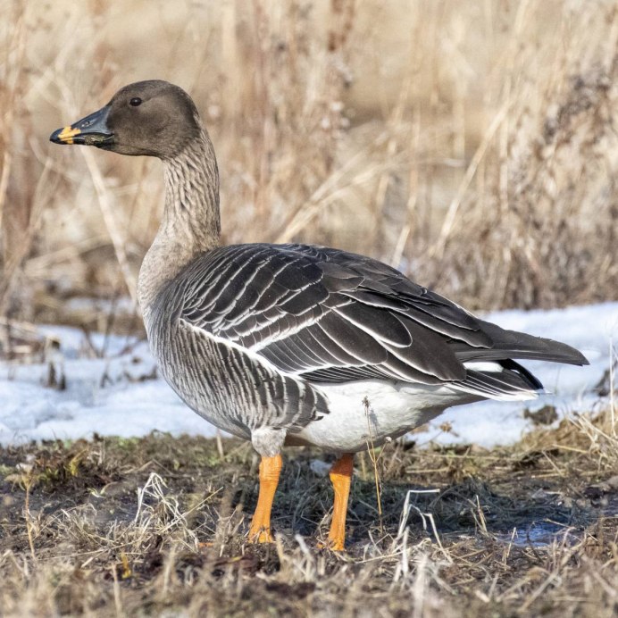 Дикий Гусь гуменник