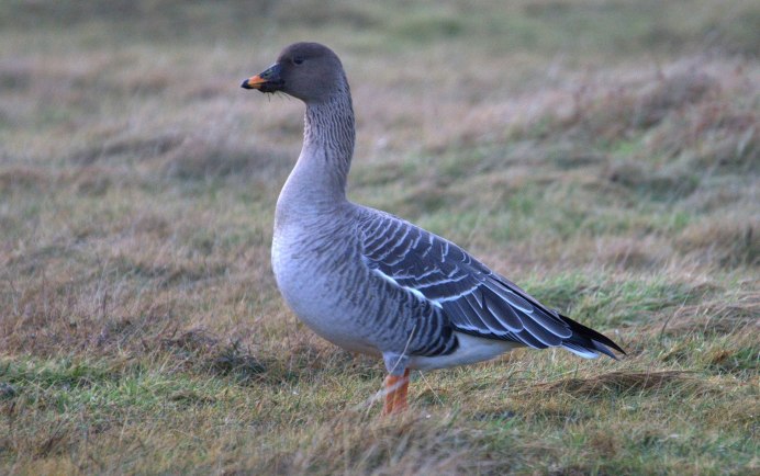 Дикий Гусь гуменник