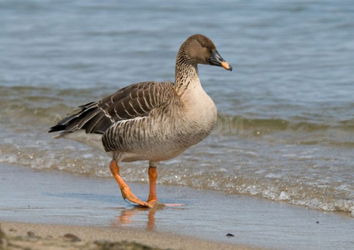 Пискулька (Anser erythropus l.)