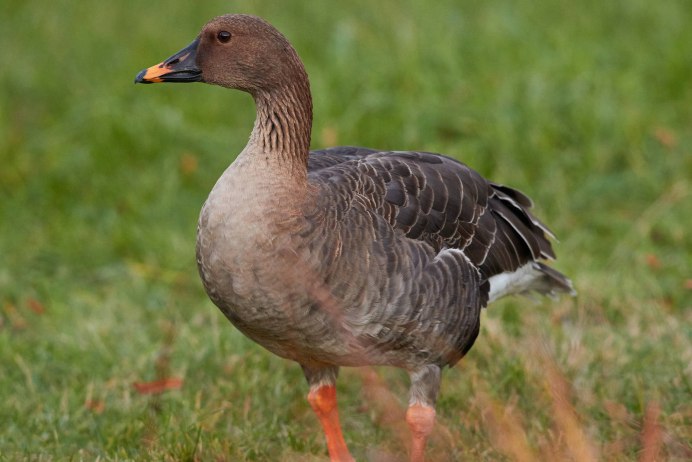 Дикий Гусь гуменник