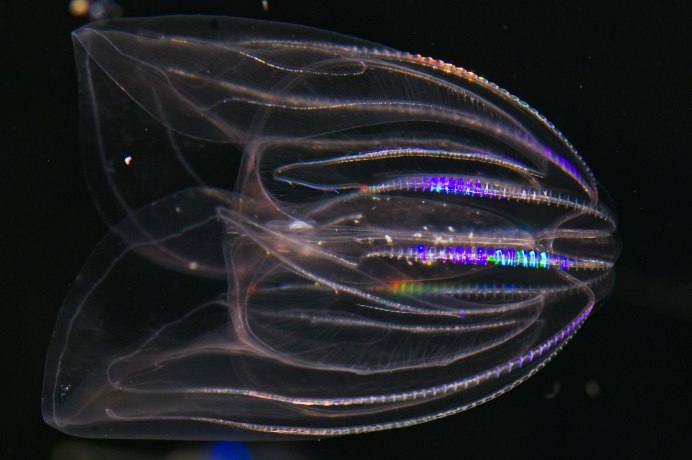Mnemiopsis leidyi на Азове