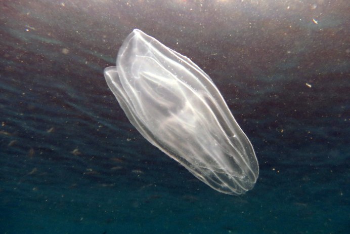 Гребневик мнемиопсис в черном море