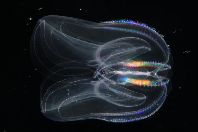 Гребневик мнемиопсис Mnemiopsis leidyi