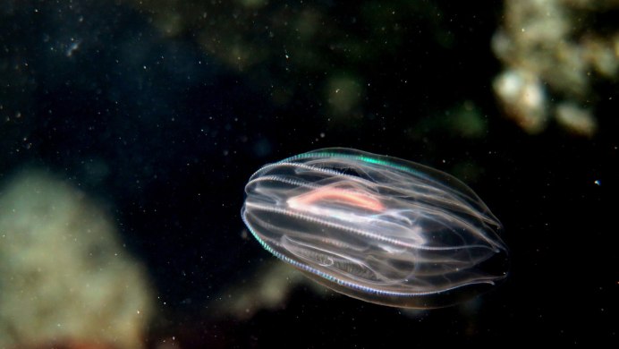 Mnemiopsis leidyi в черном море