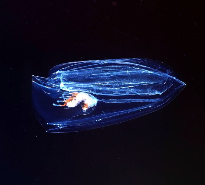 Duobrachium sparksae