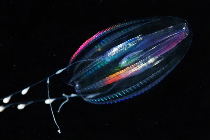 Jelly Comb cpo05118