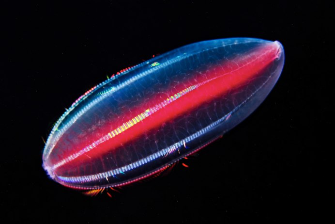 Mnemiopsis leidyi
