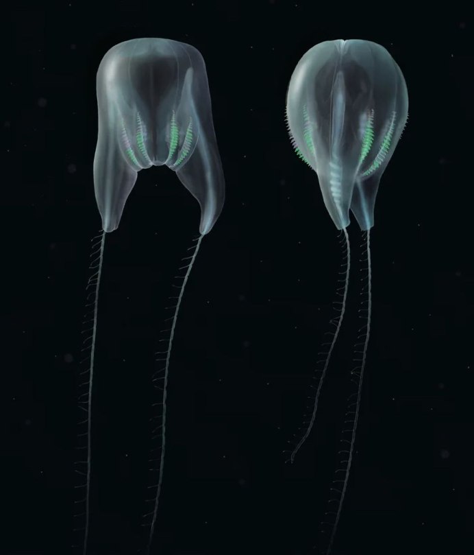 Гребневик Mnemiopsis