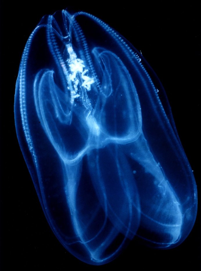 Гребневик мнемиопсис Mnemiopsis leidyi