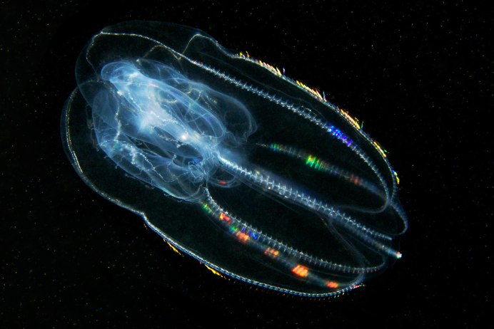 Медуза Ctenophora