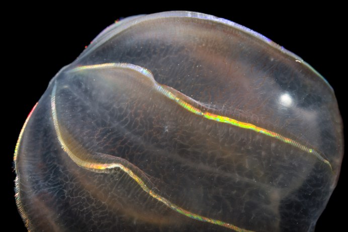 Mnemiopsis leidyi
