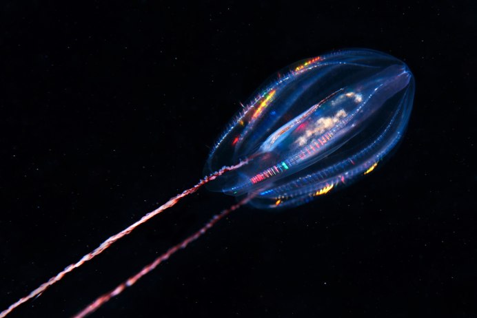 Медуза Ctenophora