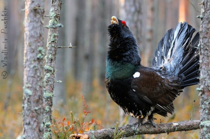 Каменный Глухарь (Tetrao parvirostris)