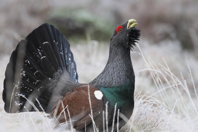 Capercaillie птица