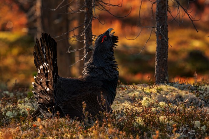 Глухарь (Tetrao urogallus)